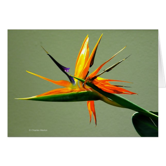 Oiseau de fleur de paradis (Devant horizontal)