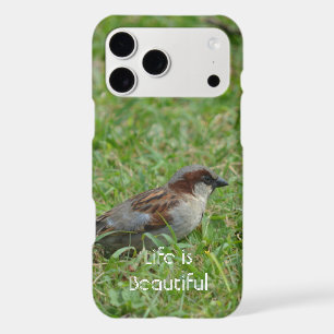 Oiseau de Kauai Hawaï (ma photographie)