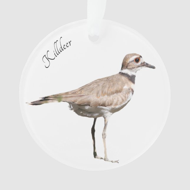 Oiseau de Killdeer (devant)