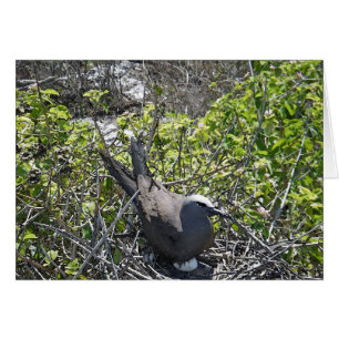 Oiseau de nidification, île Lady Elliot