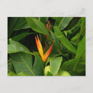 Oiseau-de-Paradis - Martinique, FWI Postcard