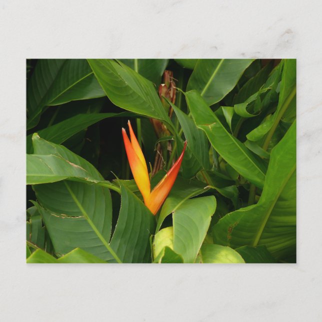 Oiseau-de-Paradis - Martinique, FWI Postcard (Front)