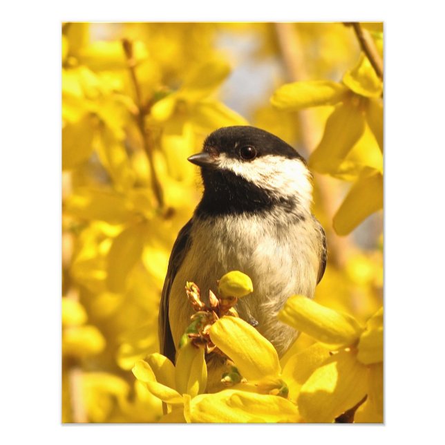 Oiseau de pousse en Forsythia Fleurs Photo Imprime (Devant)