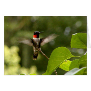 Oiseau de ronflement