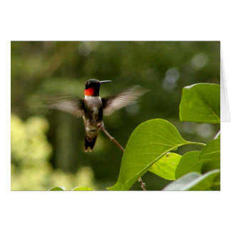 Oiseau de ronflement