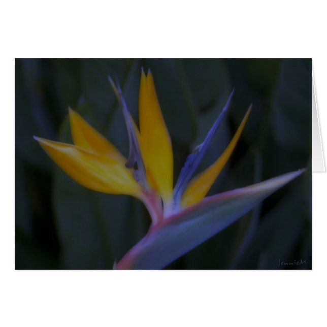 Oiseau du Paradis (Devant horizontal)
