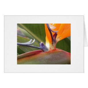 "Oiseau du Paradis en fleurs"
