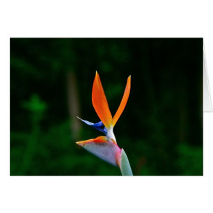 Oiseau du paradis, Maui