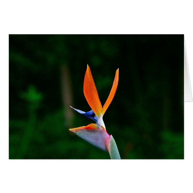 Oiseau du Paradis, Maui (Devant horizontal)