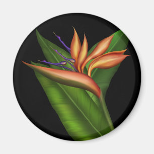 Oiseau Du Paradis Plein Magnet