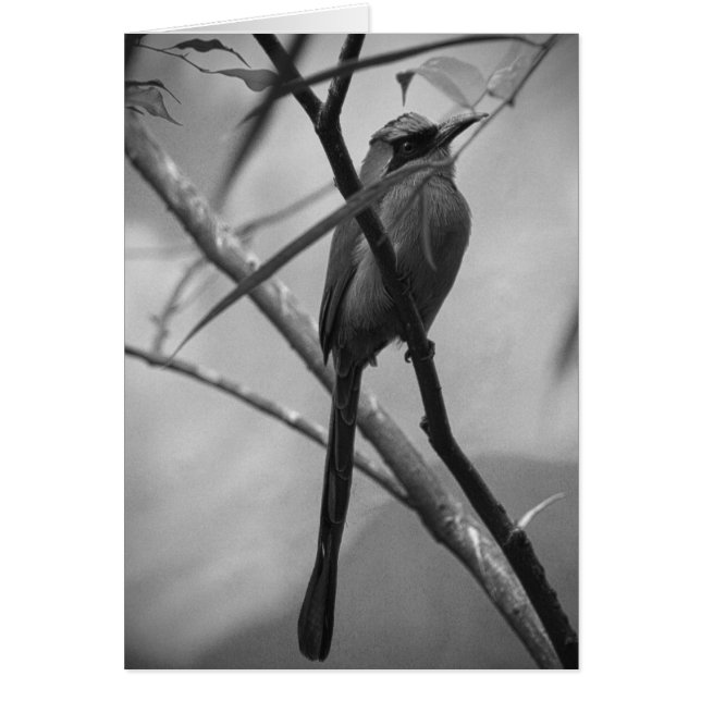 Oiseau exotique dans noir et le blanc (Devant)