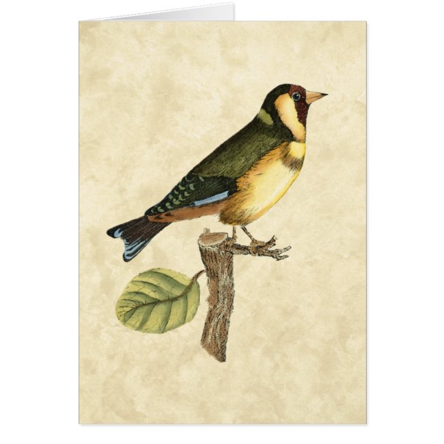 Oiseau jaune et vert perché sur une petite branche (Devant)