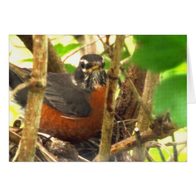 oiseau libre (Devant horizontal)