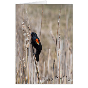 oiseau-noir à ailes rouges d'anniversaire sur herb
