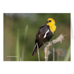 Oiseau-noir à tête jaune frappant dans le marais