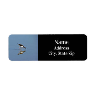 Oiseau noir et blanc Photo Blue Water Beach Animal