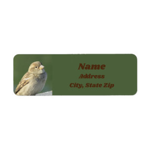 Oiseau Oiseau Petite plume Brown Bruant sauvage
