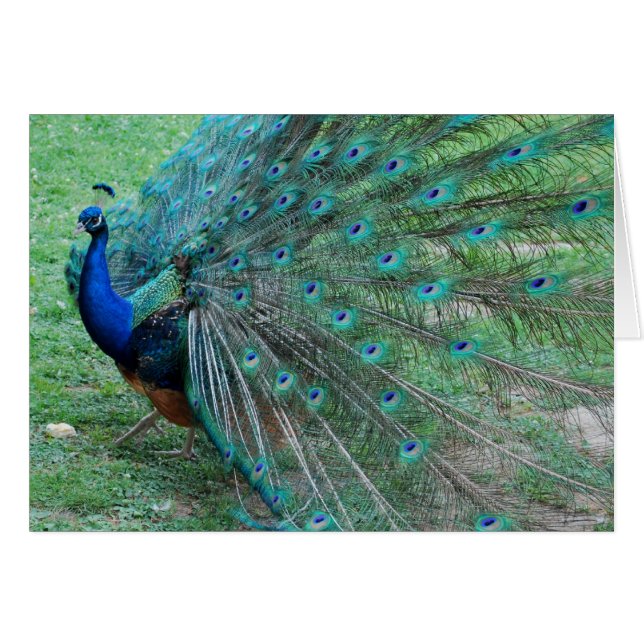 Oiseau paradisiaque (Devant Horizontal)