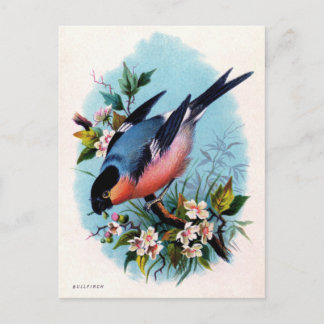 Oiseau rétro vintage sur une carte postale