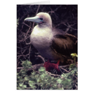 Oiseau Rouge-Aux pieds unique