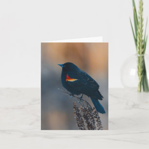 Oiseau roux
