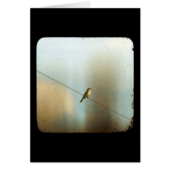 Oiseau sur un fil (Devant)