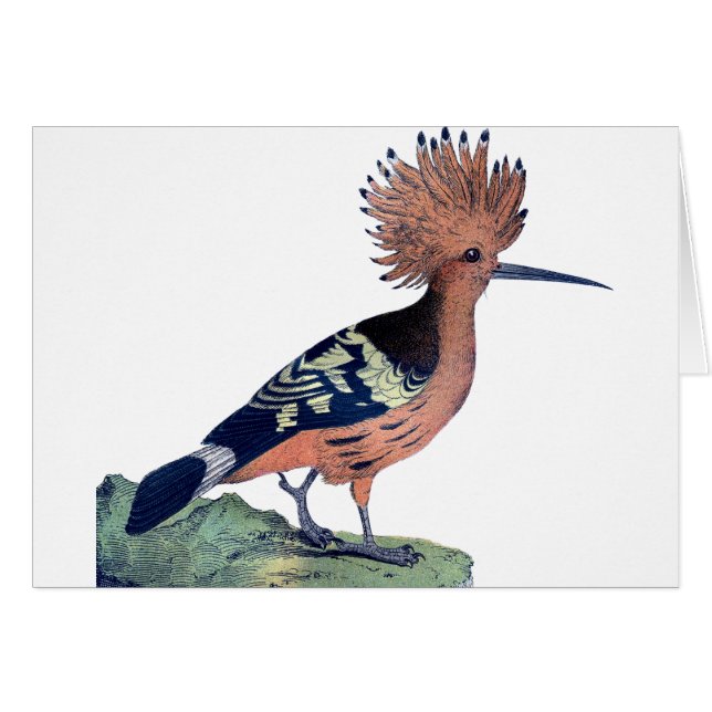 Oiseau vintage en crête (Devant horizontal)