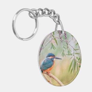 Oiseaux