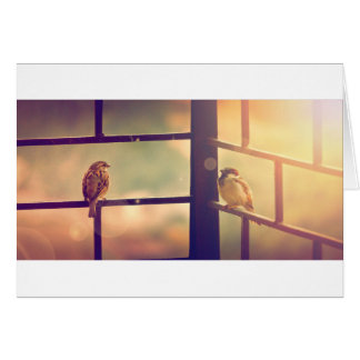 Oiseaux au soleil du soir