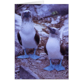 Oiseaux Bleu-Aux pieds de Galapagos