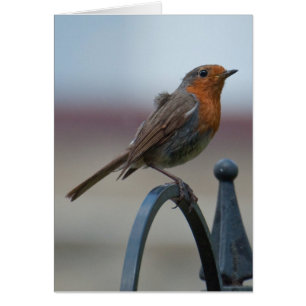 Oiseaux chanteurs britanniques : Jeune Robin