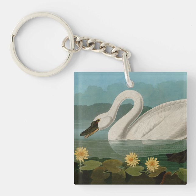 Oiseaux communs de cygne d'Amérique Audubon (Devant)