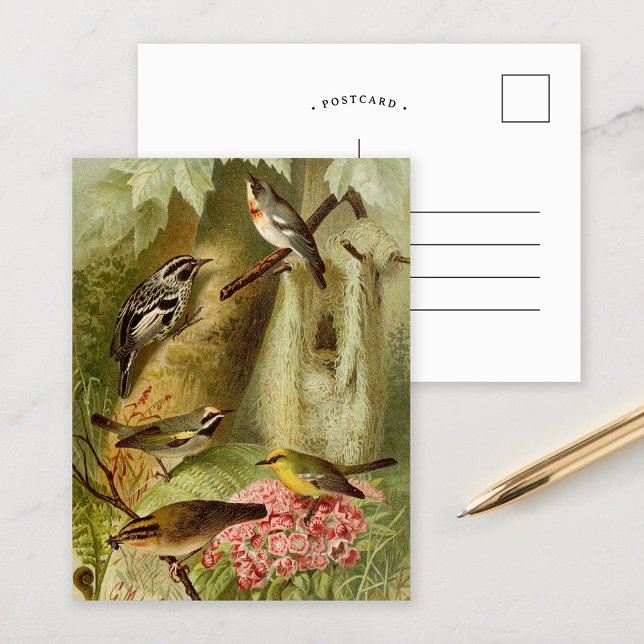 Oiseaux d'Amérique du Nord | Carte postale de Gust (Créateur téléchargé)