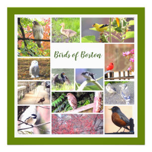Oiseaux de Boston Photo Collage