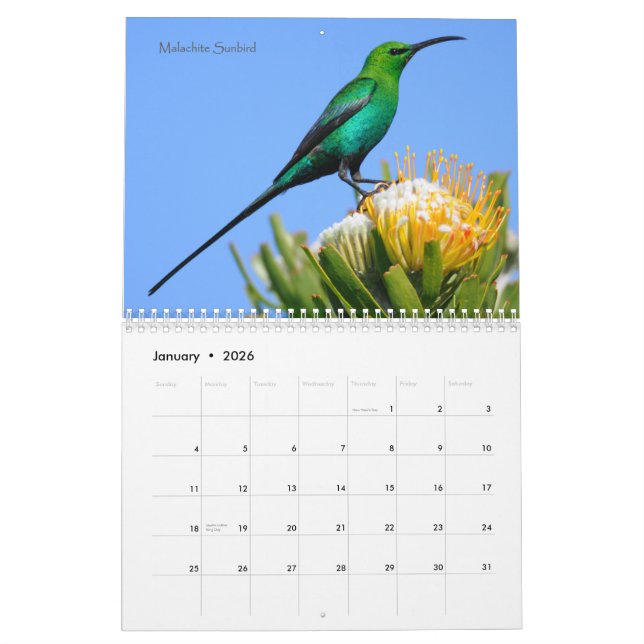 Oiseaux de calendrier de l'Afrique du Sud (Jan 2026)