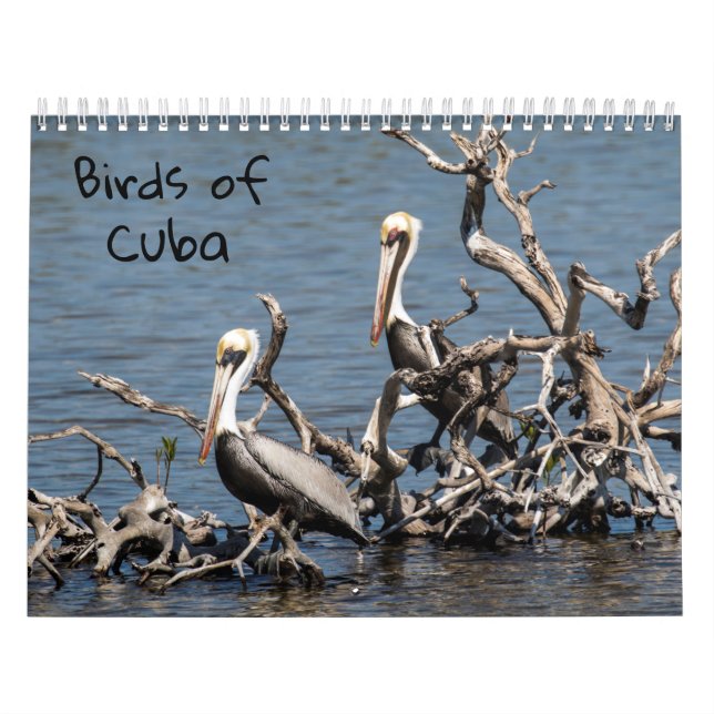 Oiseaux de calendrier du Cuba (Protection)