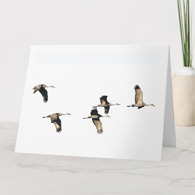 Oiseaux de grue de Sandhill pilotant la carte de (Devant)