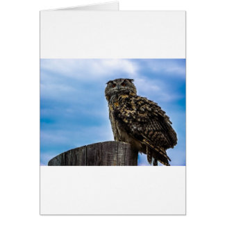 Oiseaux de hibou Plumes Animaux Nature Destinée Pa