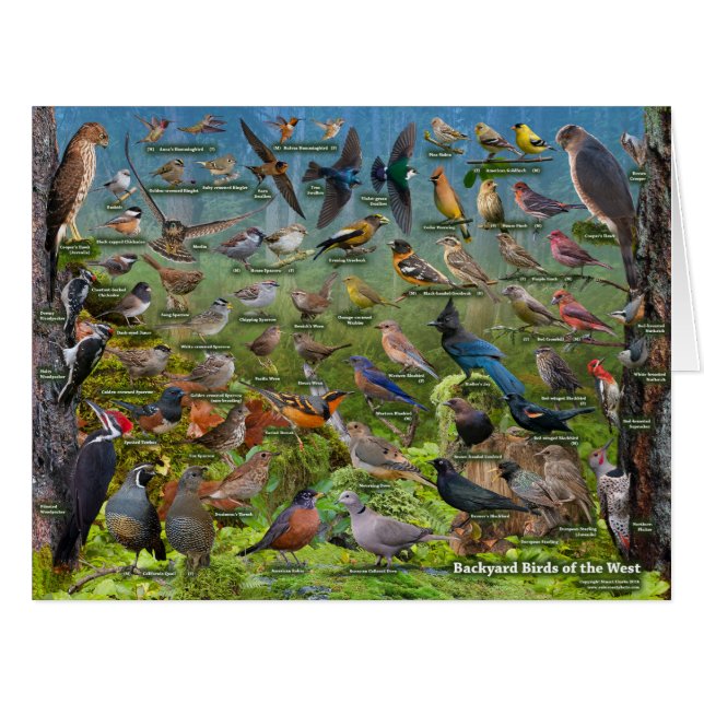 Oiseaux de jardin de la carte enorme occidentale (Devant horizontal)