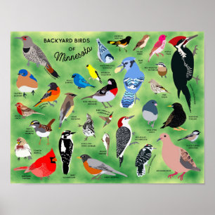 Oiseaux de jardin du Minnesota Affiche