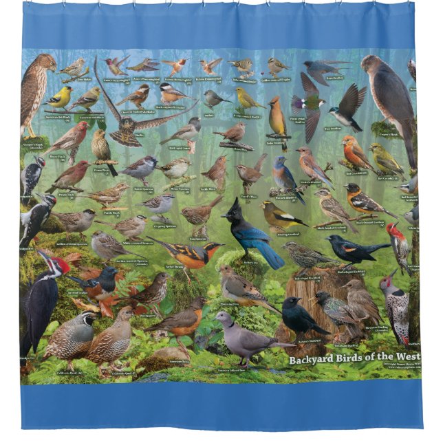 Oiseaux de jardin du rideau en douche occidental (Devant)