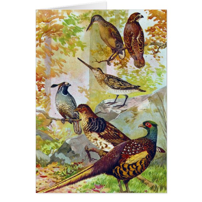 Oiseaux de jeu 1902 Véritable Chromolithographe en (Devant)
