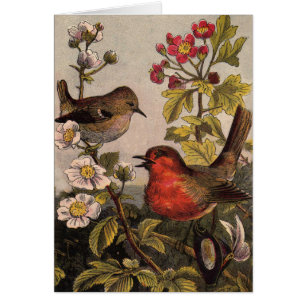 Oiseaux de printemps Robin Oiseaux rouges