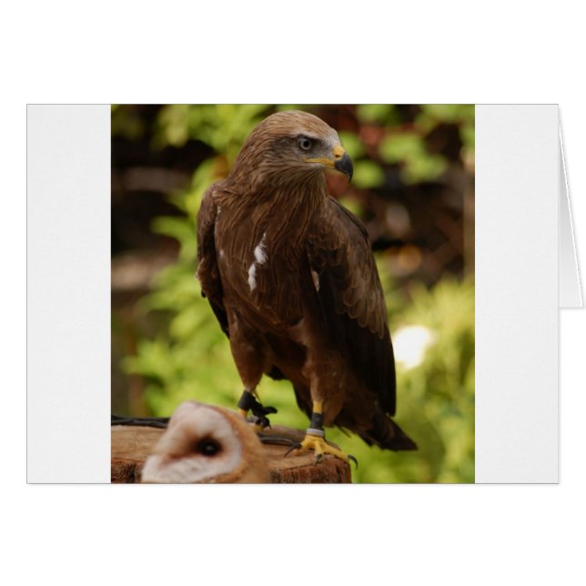 Oiseaux de proie (Devant horizontal)