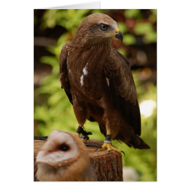 Oiseaux de proie (Devant)