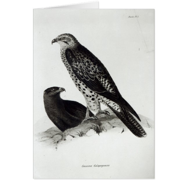 Oiseaux de proie (Devant)