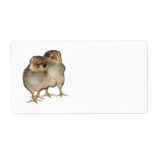 Oiseaux d'ornithologie de poulets d'araucana de