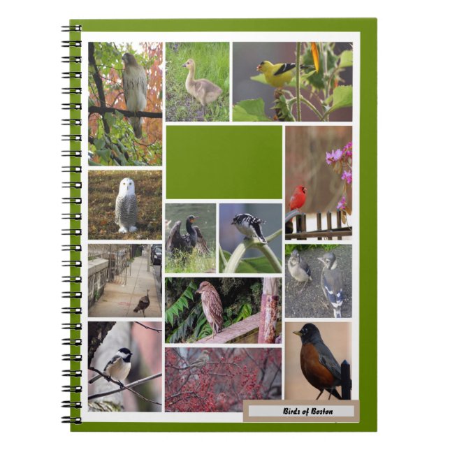 Oiseaux du Carnet de Boston (Devant)