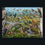 Oiseaux du Québec Poster<br><div class="desc">Oiseaux du Québec - **French Version**  This handy 18"x 24" identification poster highlights many of the birds you could expect to find in your backyard in the province of Quebec.</div>