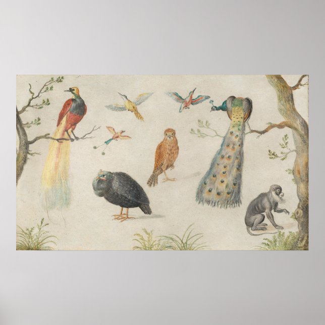 Oiseaux et singe - Jan van Kessel Poster d'art (Devant)